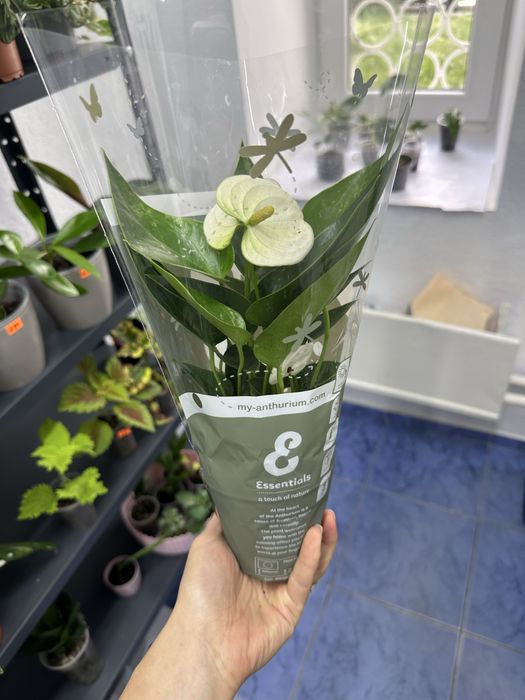 Антуріуми кімнатні квіти