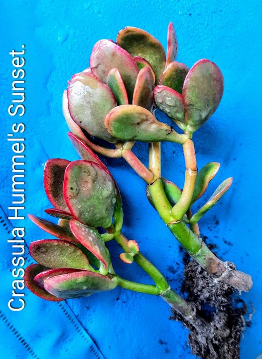 Вариегатные крассулы толстянки грошовi дерева суккуленты.