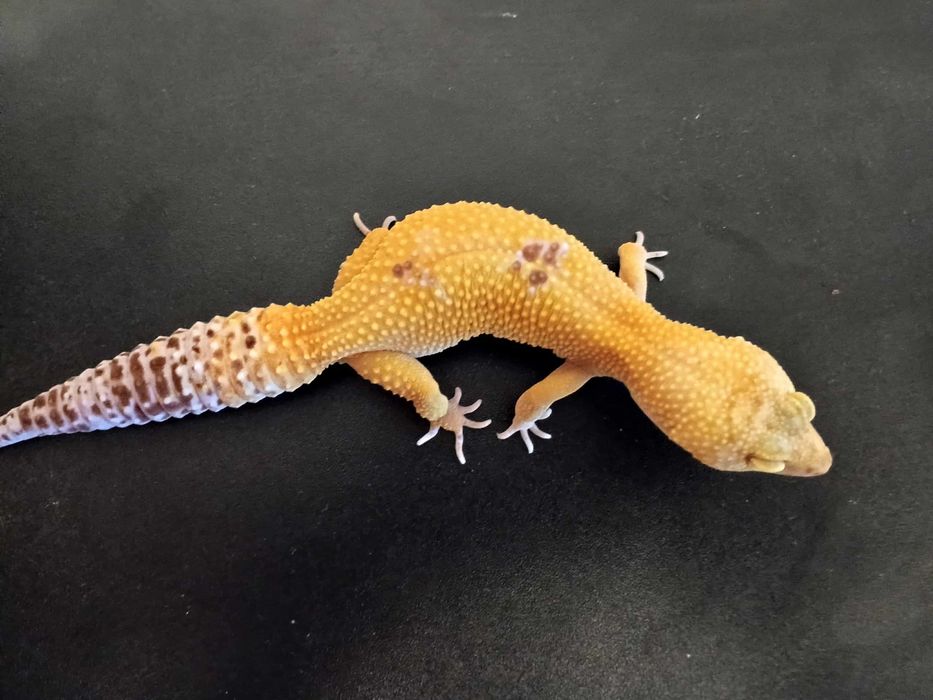 Gekon lamparci- samica Super Hypo Tangerine Carrot Tail