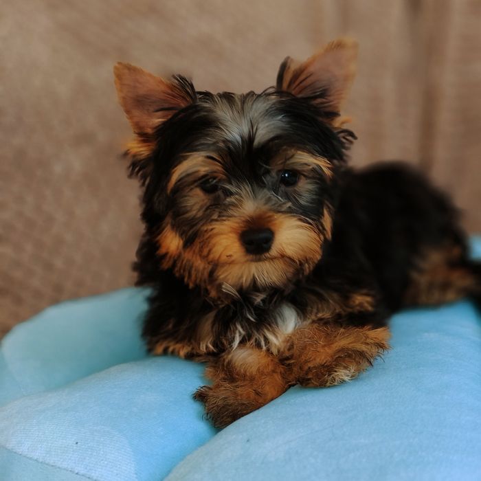 Yorkshire terrier piesek