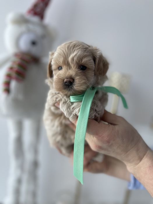 VIP Мальтипу F1  любов без кордонів