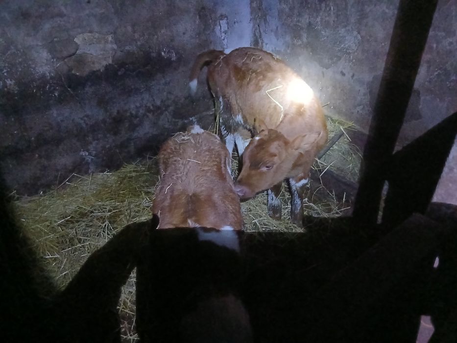 Продам телят на держання. Всі питання за номером