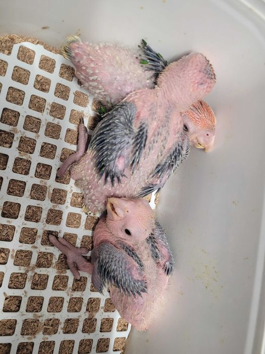 Marianinhas cabeça canela