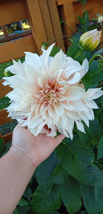 Mix Dalia ,georginia
