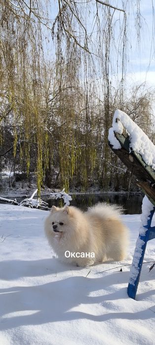 Шпіц померанський , в'язка...