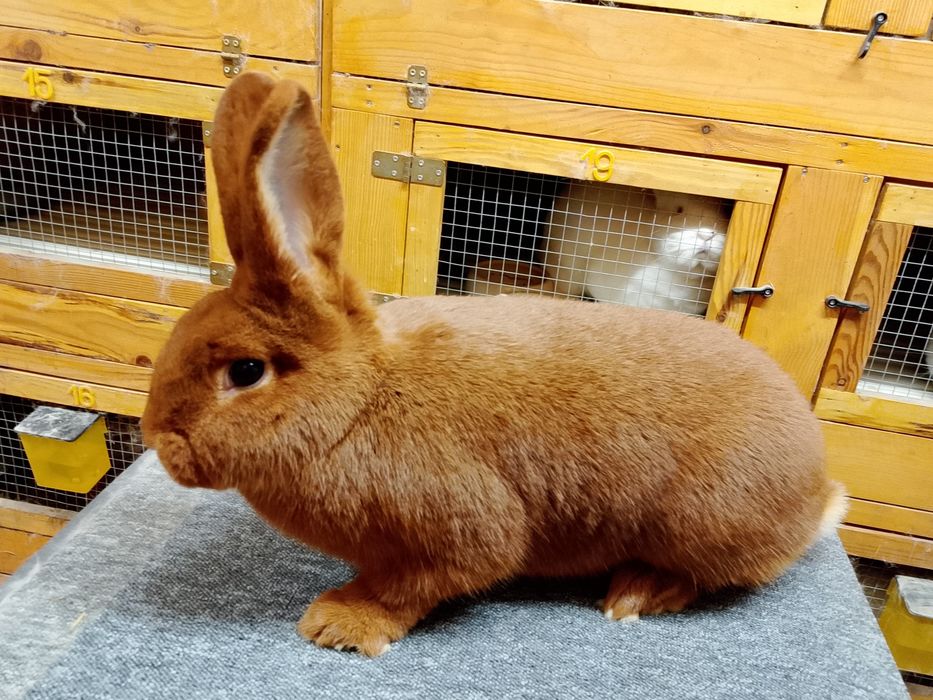 Nowozelandzki czerwony samica