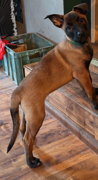 Owczarek belgijski Malinois