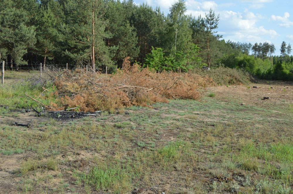 oddam gałęzie za darmo z pow 0,5ha