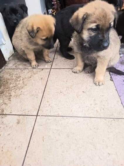 Maluchy gotowe do nowych domów. Pokochaj na zawsze