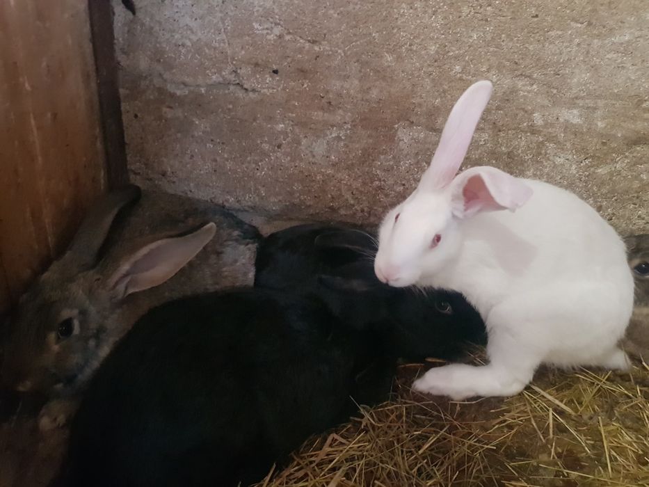 Króliki hodowlane