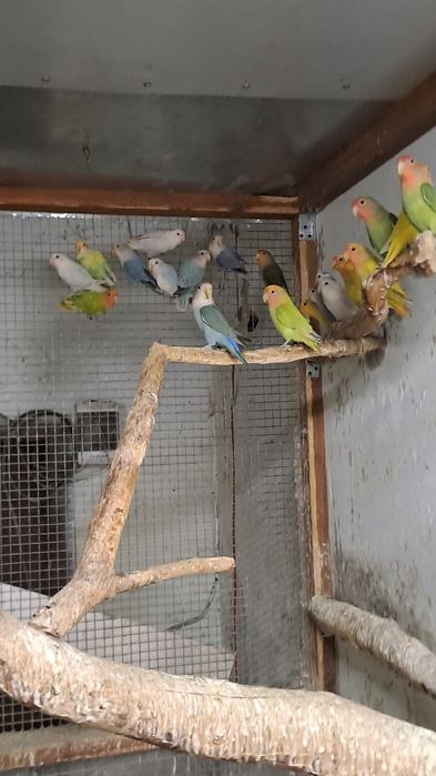 Nierozłączki czerwonoczelne  2025 rok