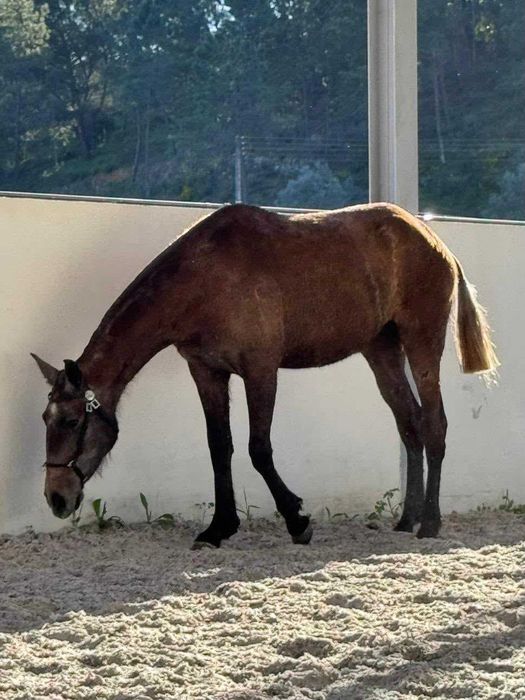 Poldra 3 anos Puro Sangue Lusitano filha de Cavalo Olímpico