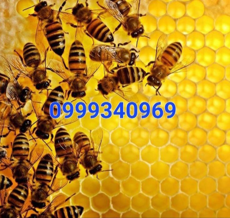 Бджоломатки Бакфаст, Карніка F1