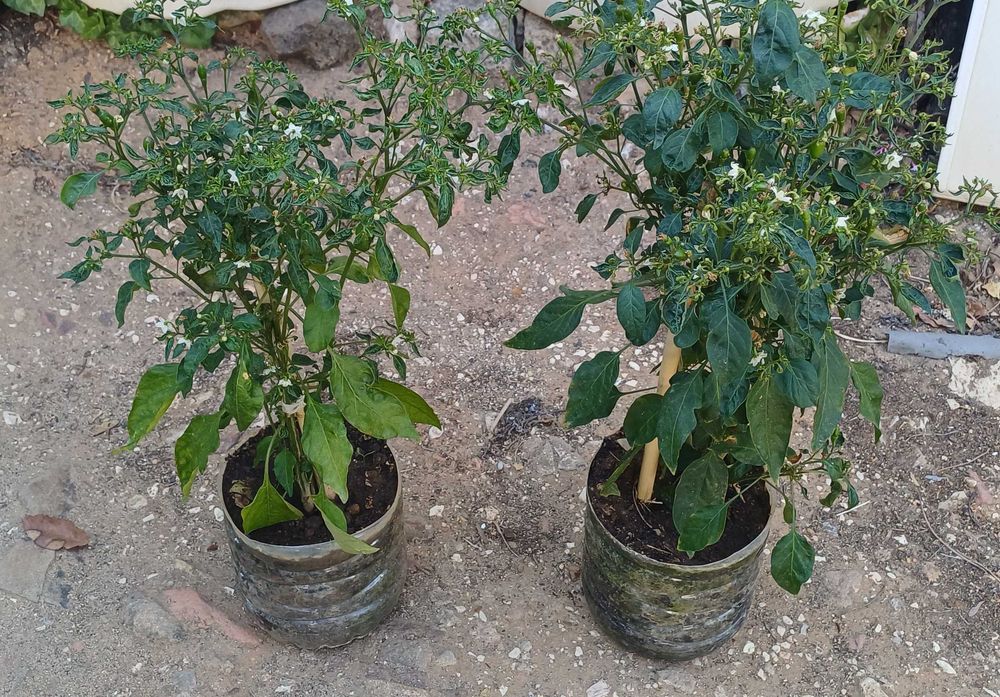 Planta Piri-Piri /Malagueta Biológica em Vaso