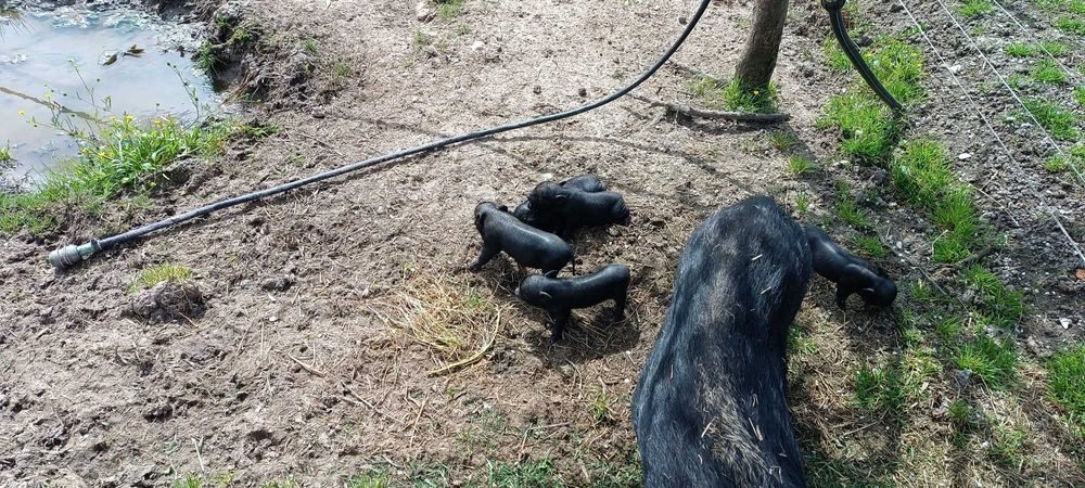 Porcos Vietnamitas - Pretos