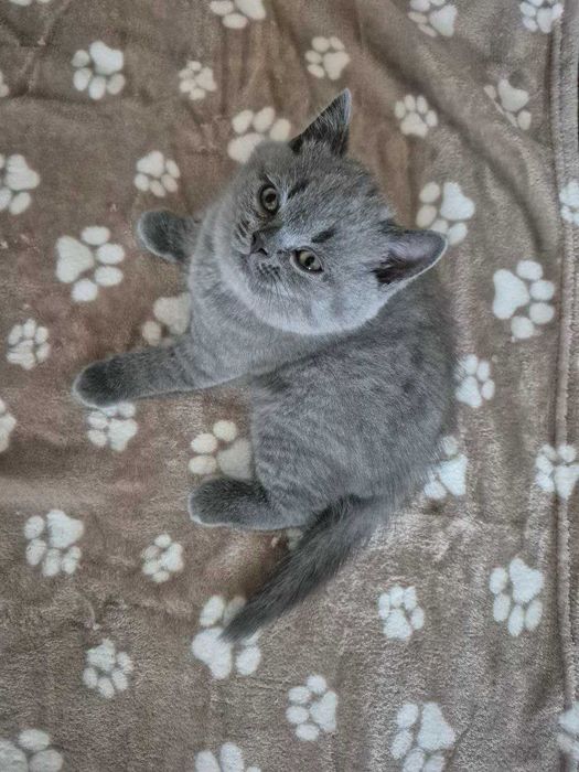 Gatinho Scotish Straight