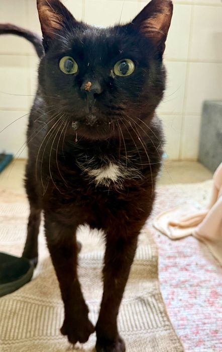 Gatinho muito depressivo