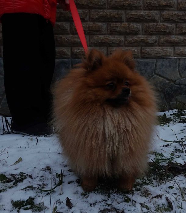 Кобель шпиц на вязку