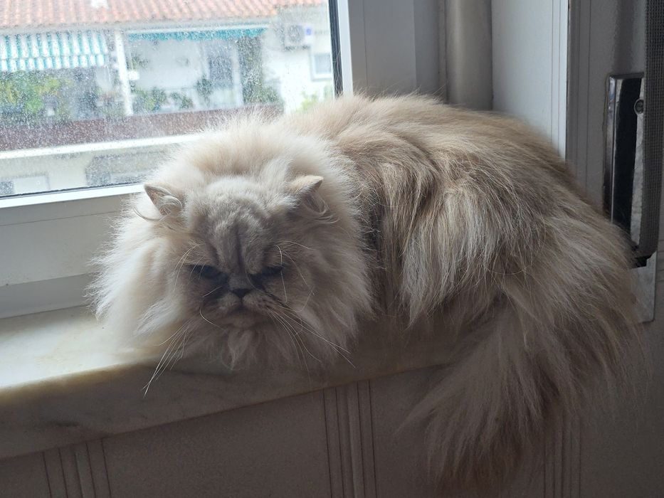 Gatinha Persa  creme