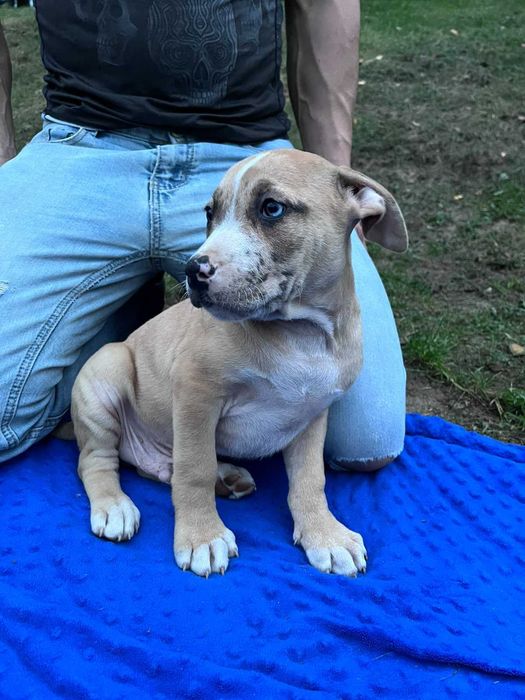 Amstaff samiec kremowy błękitne oko
