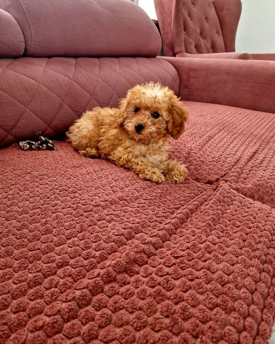 Uroczy pudelek RED TOY do odbioru tatus FCI