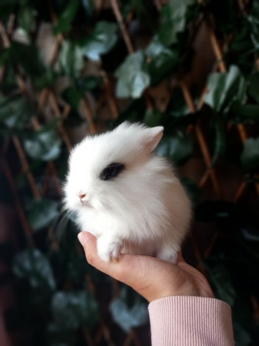 Coelhos Anões Mini Toy e Teddy (Loja Profissional)