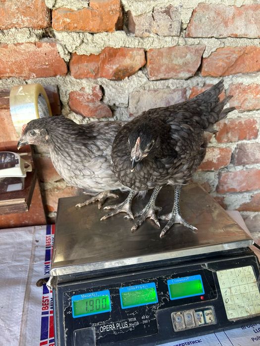 Курочки несучки крос Домінант