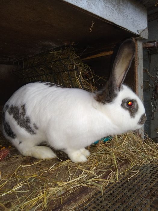 Króliki Samce i Samice mieszane