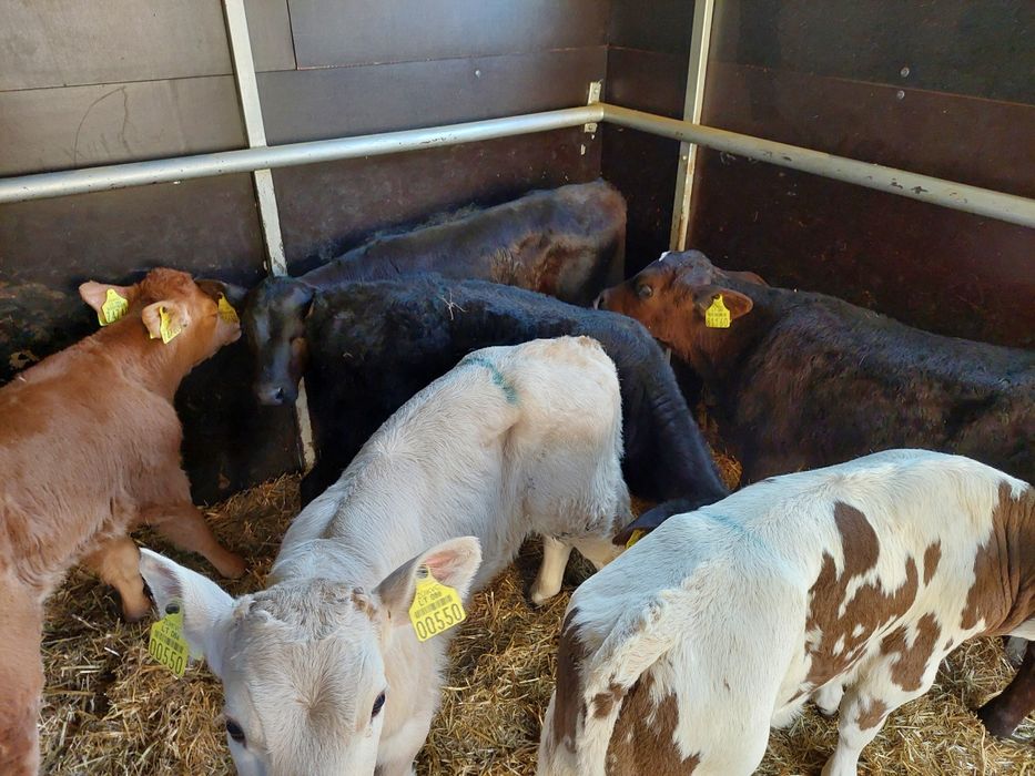 Byczki miesne Krzeslinek