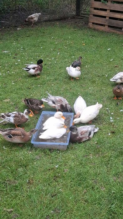 Kaczki call duck