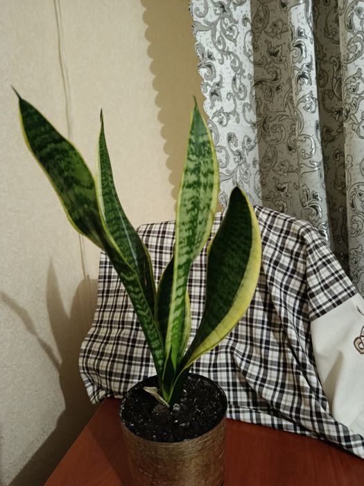 Кімнатні рослини