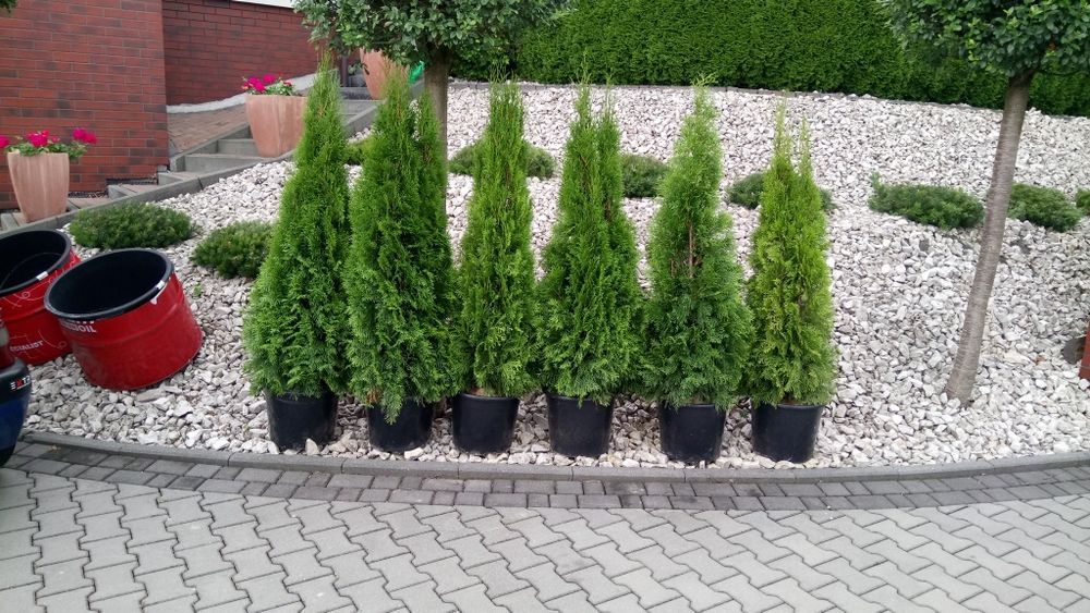Tuja szmaragd 120-130cm