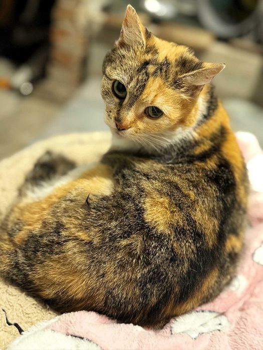 Kotka Misia  łagodna, pogodna, miziasta, kochająca człowieka