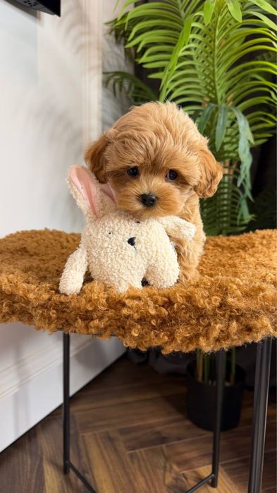 Лялькові мальтіпу F1/F2 – повністю здоровенькі без жодних недоліків