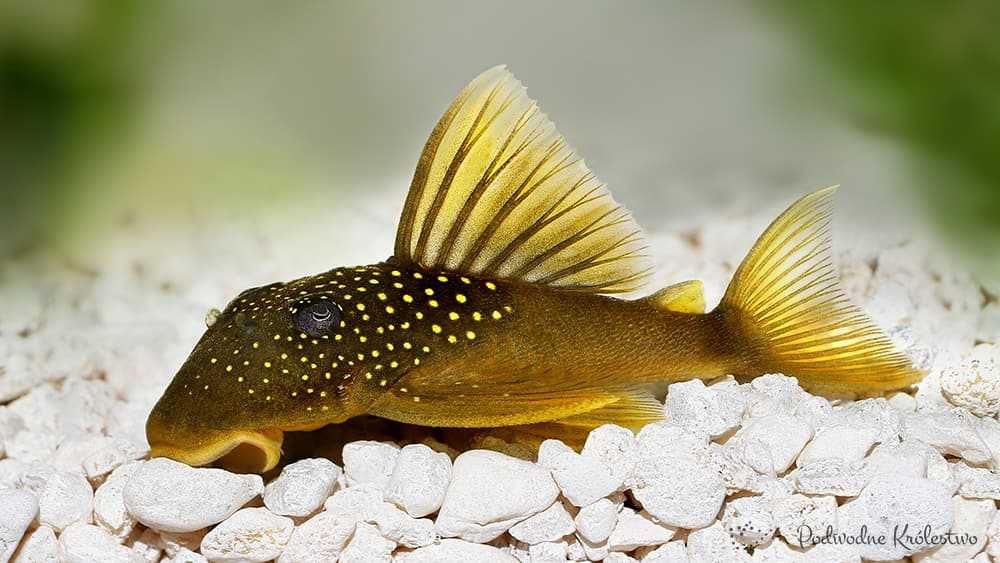 MISIEKZOO Zbrojniki - Zbrojnik L 200 Hemiancitrus subvirdis