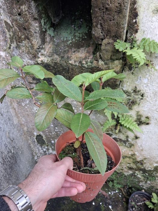 Arvores de fruto e sementes de horticolase de arvores de fruto açores