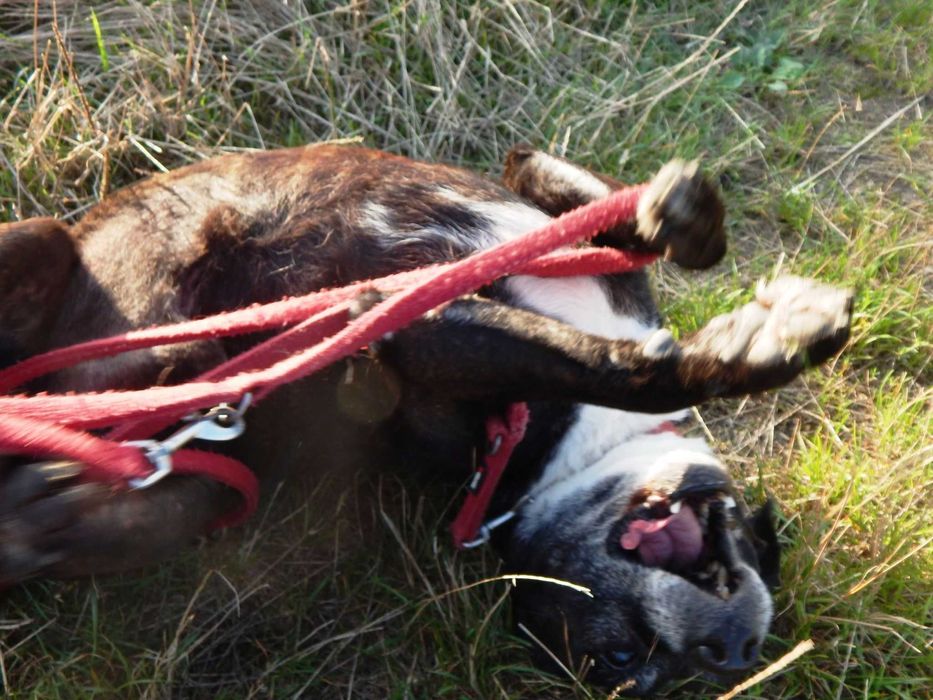 Maniek, psi senior szuka domu