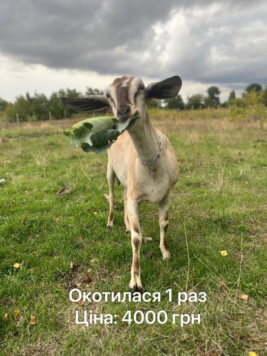 3 Нубійські кози на продаж
