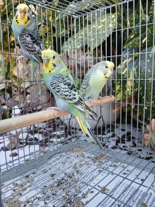Periquitos Várias Mutações