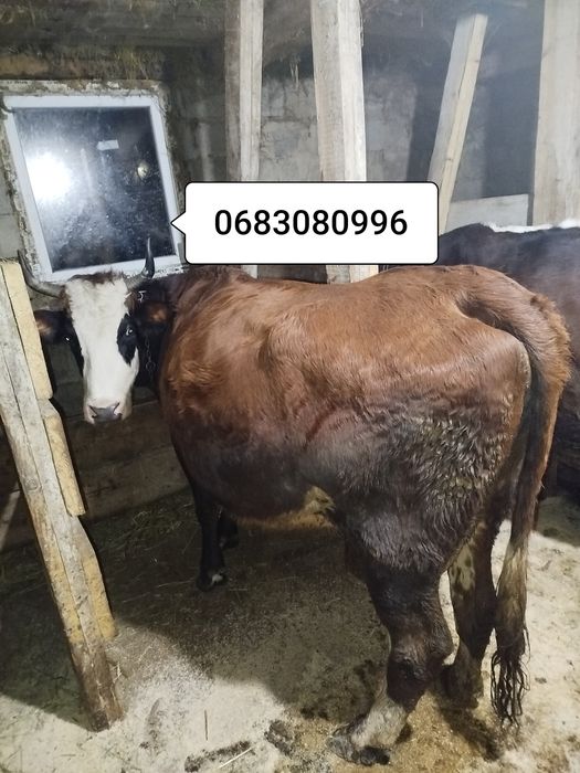 Продам корову вечірка