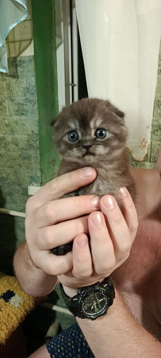 Продам шотландського котика 3,5 місяці