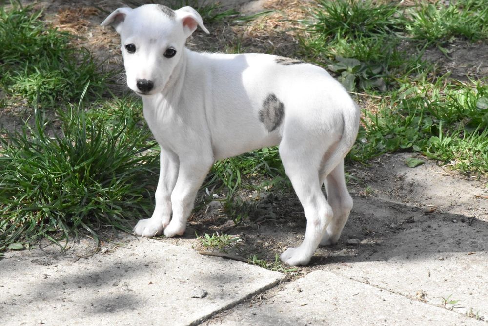 Chart angielski whippet suczka ZKwP FCI