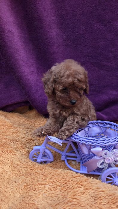 Той пудель  девочка