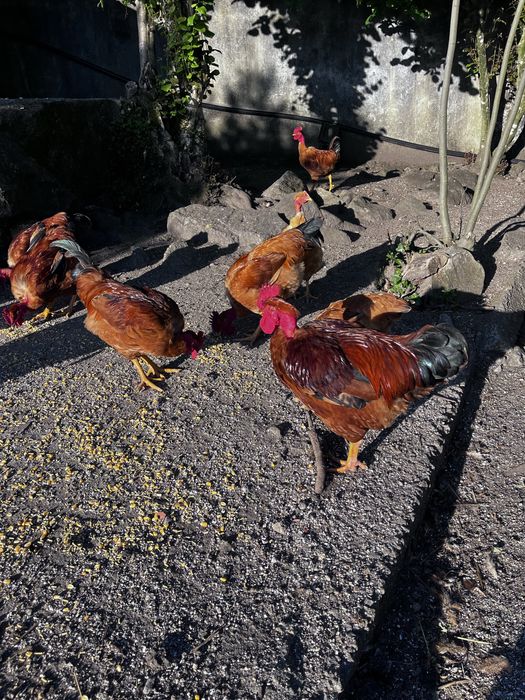Galos e galinhas ( caseiros ).