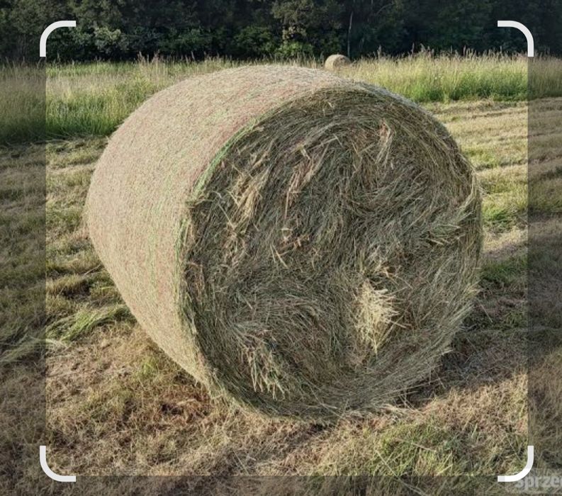 Sprzedam baloty siana
