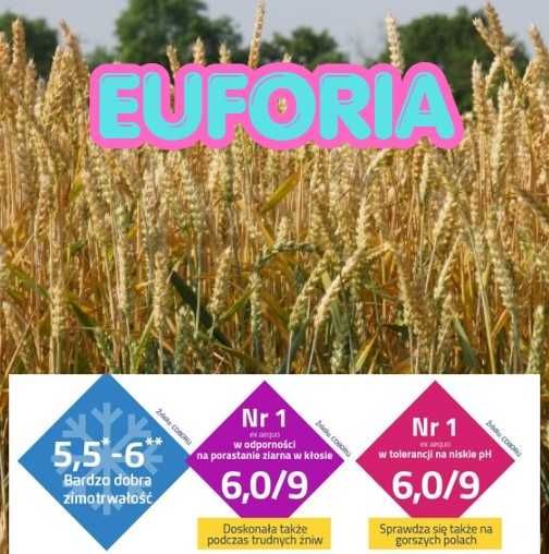 Pszenica ozima EUFORIA - zimotrwała, zdrowa, stabilny plon
