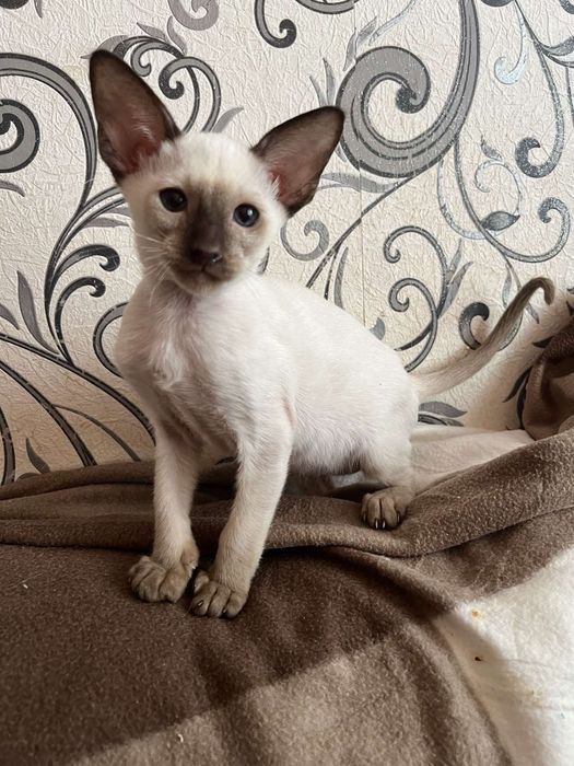 Орієнтальні кошенята.