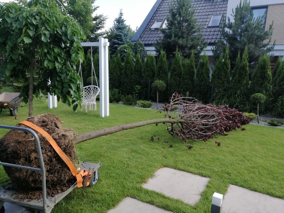 Nasadzenia drzew krzew " zastepcze " w ogrodzie Ogrodnik wycinka fvat