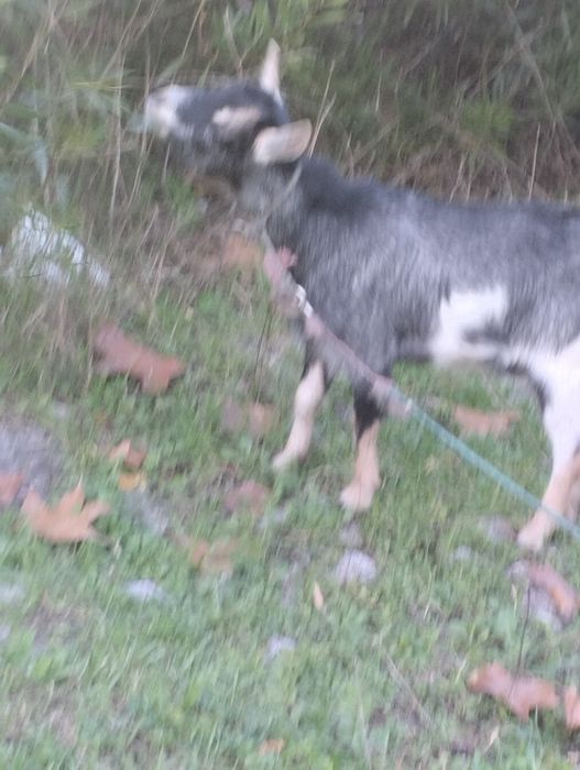 Vendo cabra mais informações WhatsApp