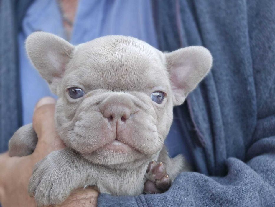 Buldogue Francês femea de cor rarro isabella lindo com olhos clarinhos